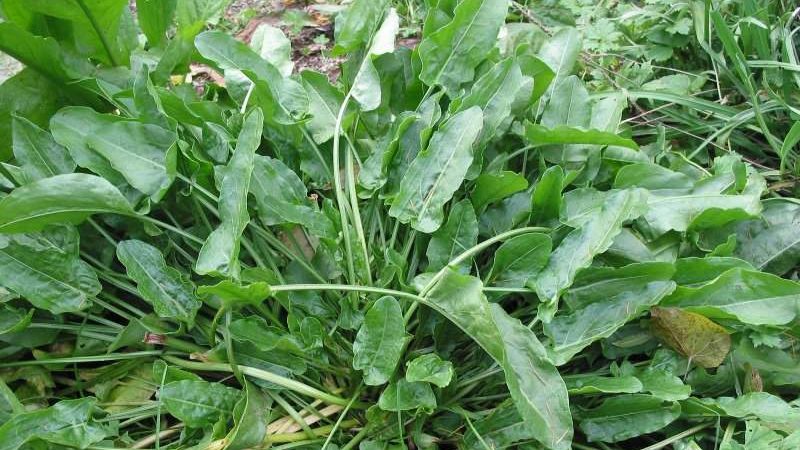 Măcrişul: cum scapi de anemie cu ajutorul plantei cu frunze "acrişoare"