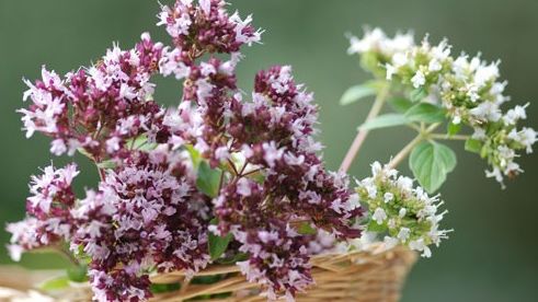 Efectele vindecătoare ale ceaiului de măghiran. Şi tu trebuie să începi să bei două căni pe zi!