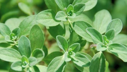 7 probleme grave de sănătate tratate cu ajutorul maghiranului