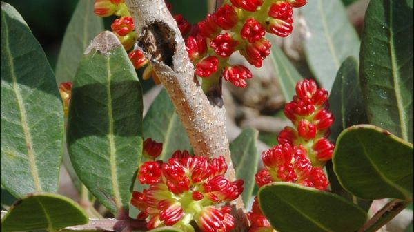 Ingredientul minune care previne gastroenterita. Toată lumea trebuie să îl consume