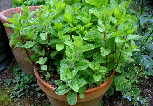 Alungă febra şi vindecă indigestiile. Când devine mortală MENTA, planta cu efecte miraculoase