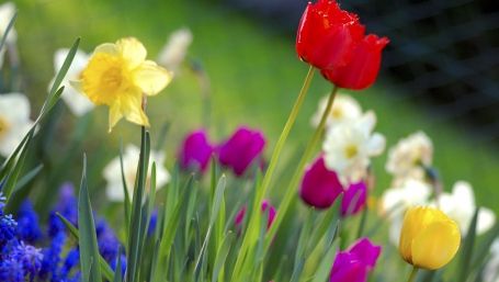 MESAJE DE 8 MARTIE: Trimite o urare de ZIUA INTERNATIONALA A FEMEII