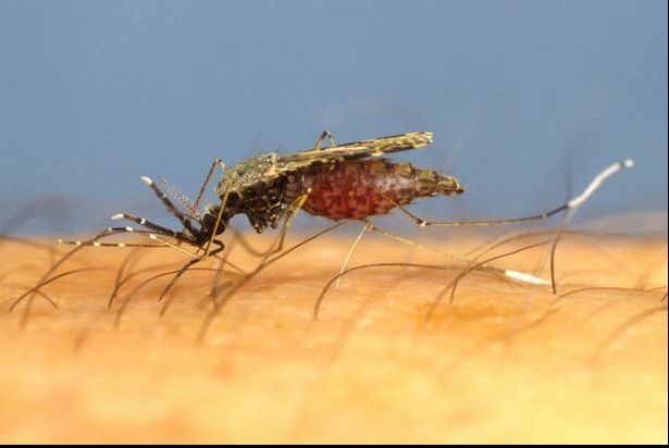 De ce țânțarii îi înțeapă pe unii oameni, iar pe alții nu. Și nu e vorba de sânge