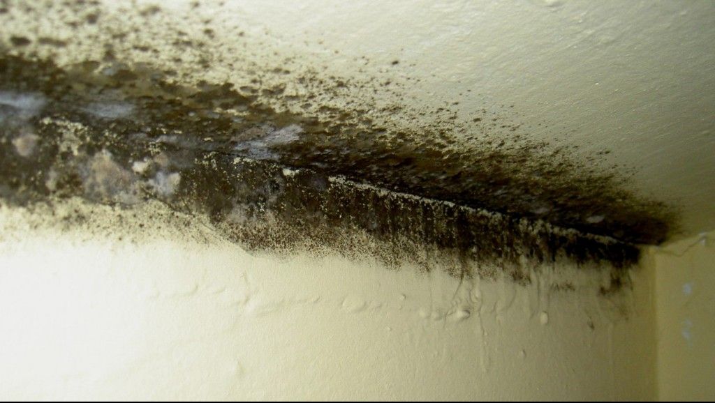 Scapă imediat de mucegai cu acest produs natural pe care sigur îl ai în bucătărie