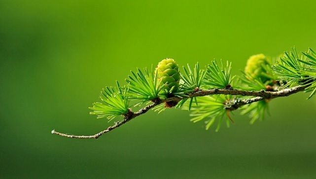 Cum să te tratezi CORECT cu răşină şi muguri de brad