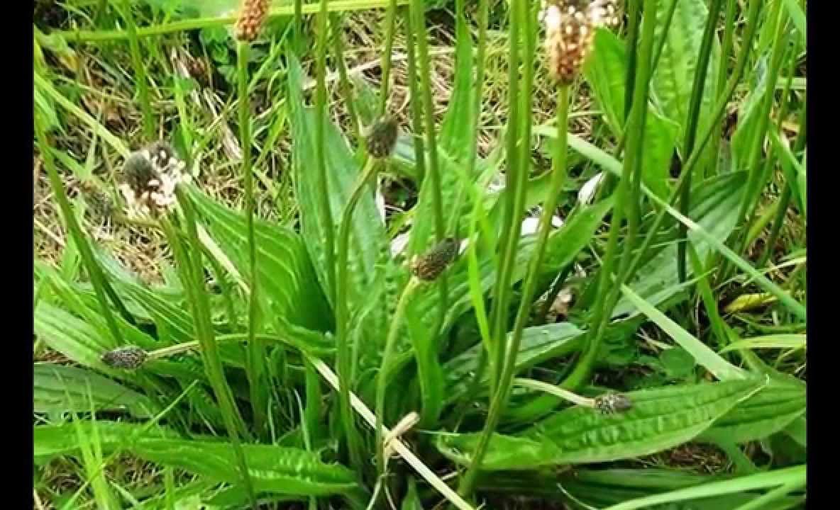 Antibioticul naturii: o plantă care se găseşte în toate curţile tratează zeci de afecţiuni!