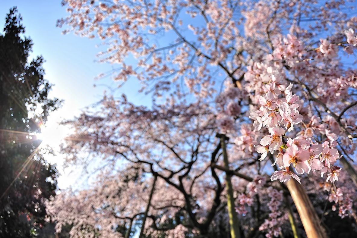 Prognoza meteo pe următoarele două săptămâni. Cu ce temperaturi ne întâmpină primăvara 