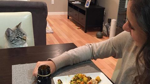 Timp de un an, şi-au fotografiat pisica zilnic, holbându-se la mâncare. Imagini haioase 