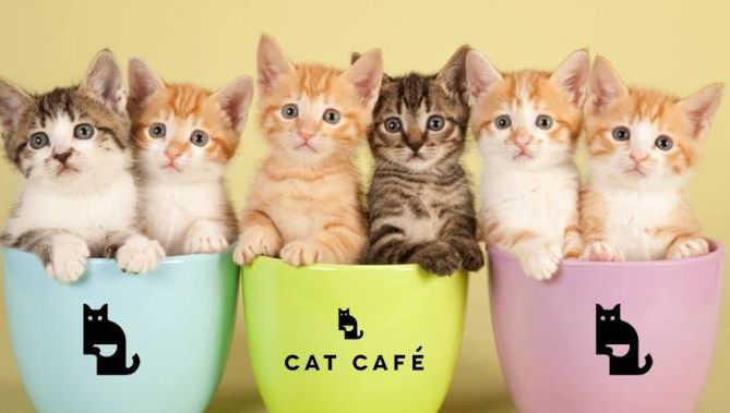 Cel mai simpatic loc de muncă din lume! Ce trebuie să faci pentru 45 de lei pe oră