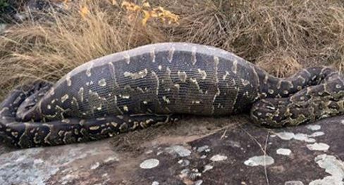 Acest PITON a crezut că a dat de prada perfectă. După ce a înghiţit-o, a regretat amarnic. ORIBIL!