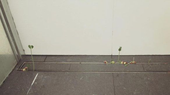 Au crescut plante în cabina de duş. Motivul? Uluitor. Şi tu poţi păţi asta