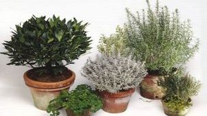 Cele mai bune plante contra anemiei