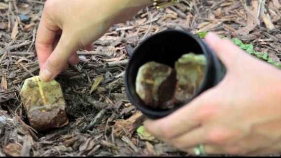 Nu mai aruncați pliculețele de ceai după folosire! 