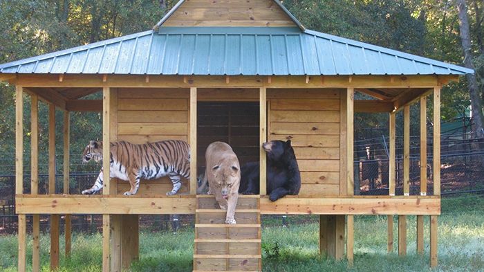 Prietenia nu are limite! Un urs, un tigru și un leu i-au lăsat pe toți cu gura căscată! 