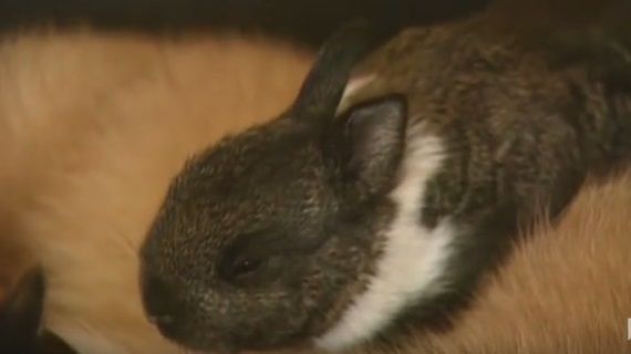 A găsit puiul de iepure și l-a luat în grija sa! Gestul acestui animal a înduioșat o lume întreagă 