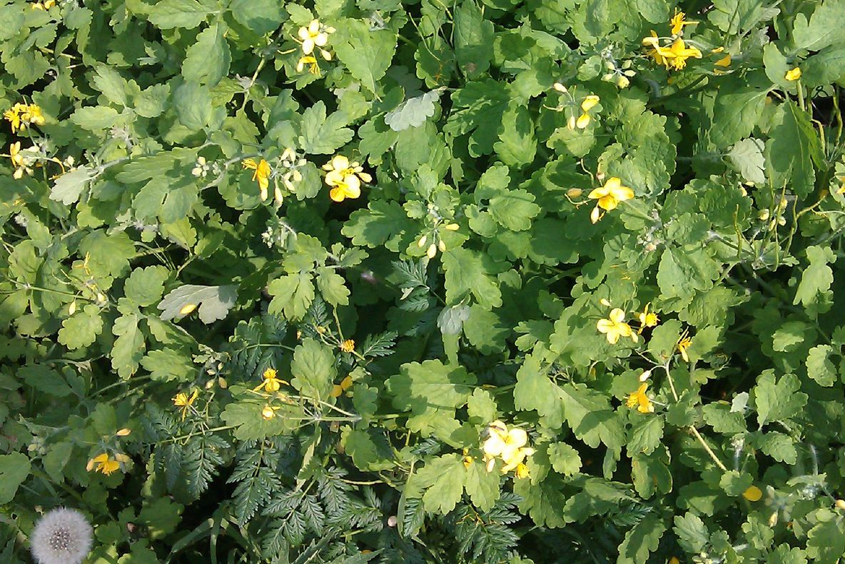 Mulţi cred că e doar o buruiană, însă aceasta plantă tratează peste 150 de boli