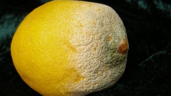 Mâncăm sau nu? Ce trebuie să facem cu alimentele parțial mucegăite. Multă lume nu știe asta