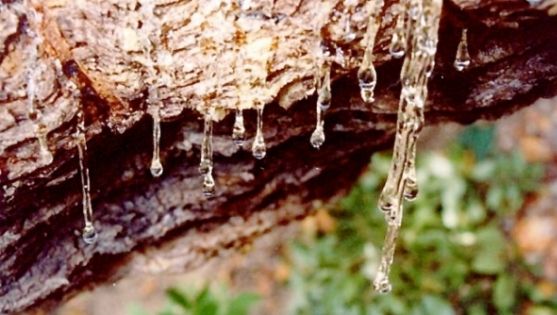 Beneficiile uimitoare ale masticului. Scade colesterolul, previne cancerul, păstrează ochii sănătoși