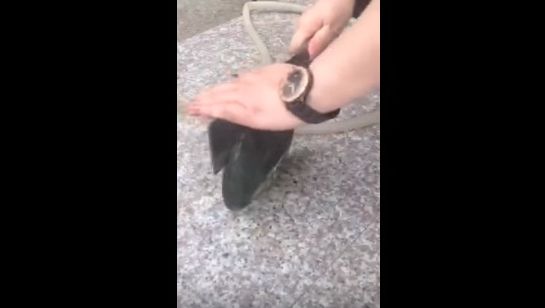 Spera să găsească o perlă. Când a deschis scoica a rămas fără cuvinte