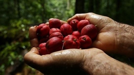 Cresc într-un singur loc din lume. Substanţa din ele distruge cancerul la 5 minute după administrare