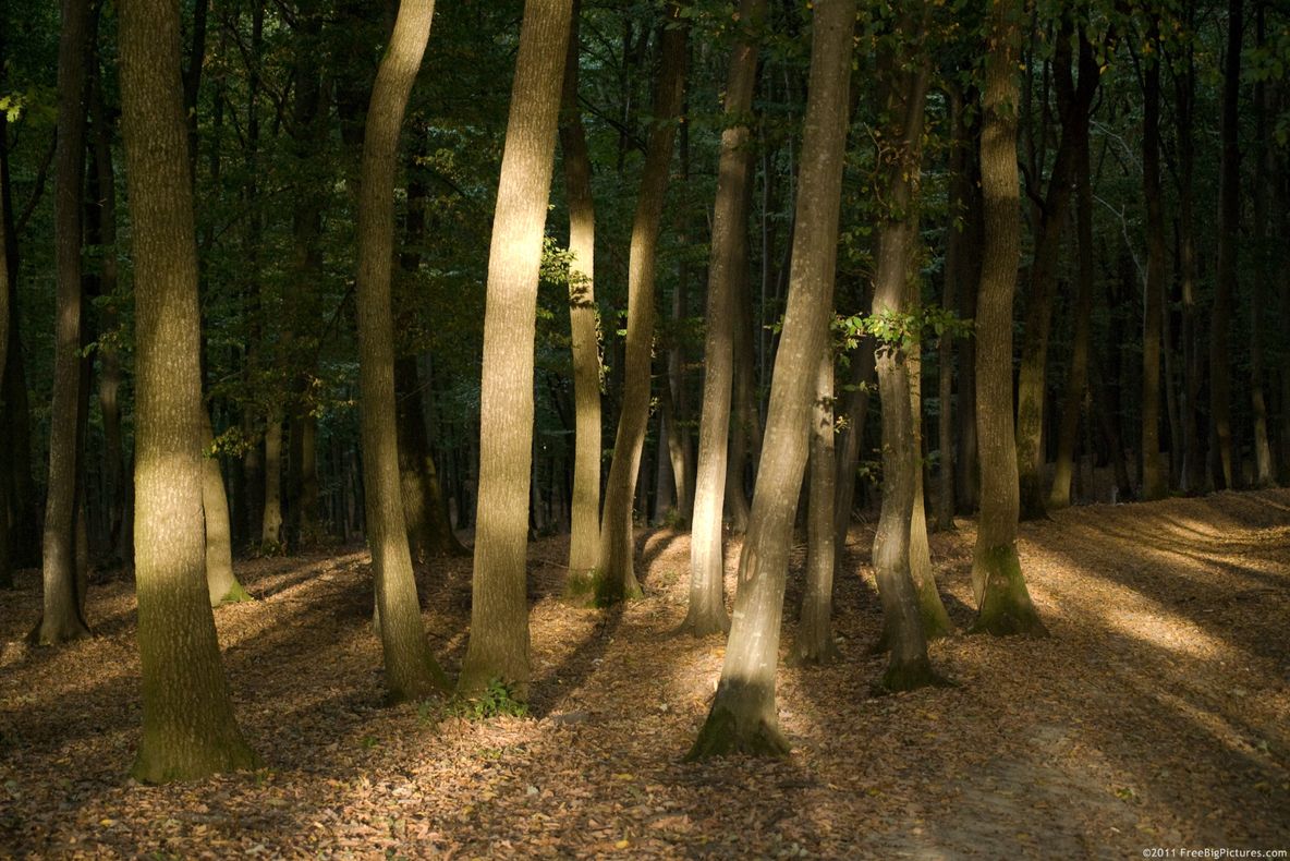 Au montat o cameră în pădure. Când s-au uitat peste imagini, au rămas fără cuvinte