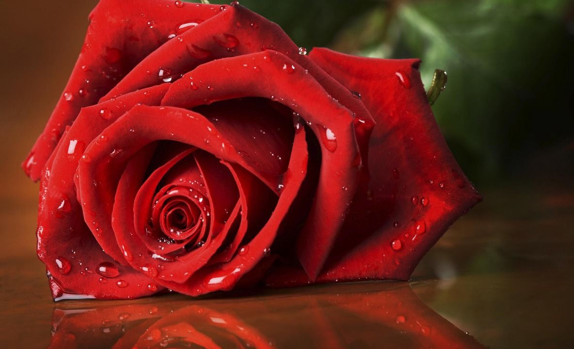 Ce înseamnă când primeşti un trandafir roşu? Dar când primeşti zece? Semnificaţia fiecărui gest