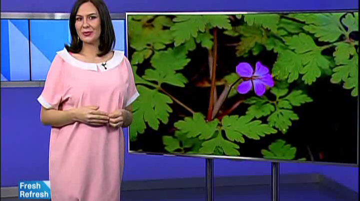 Buruiana miraculoasă care poate vindeca orice boală. Cum se folosește