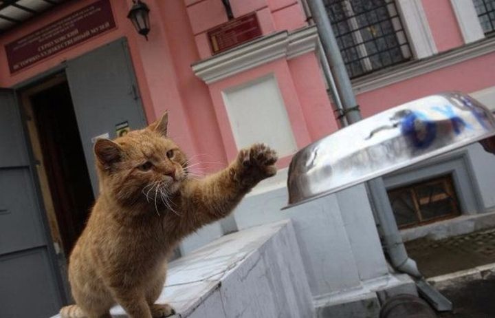 Farsa unui muzeu din Rusia, devenită virală. Au fost obligaţi să îl angajeze pe motanul Maray