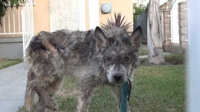 Au crezut că au găsit un câine vagabond. L-au dus la un adăpost de animale.Aici au descoperit ce era