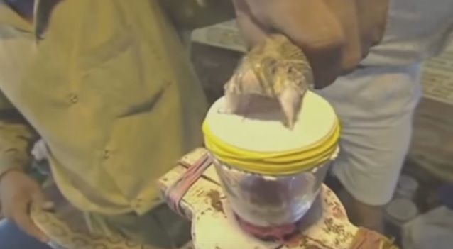 A luat o viperă şi a forţat-o să verse venin peste sânge de om. Iată ce se întâmplă! Te ia cu fiori