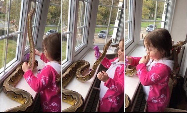 O fetiță de 3 ani se apropie de un piton. Ce urmează te va îngrozi! Totul a fost filmat