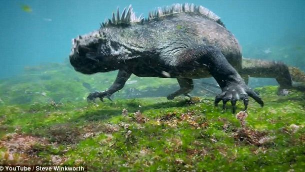 Monstrul surprins în Pacific, lângă plajă, i-a speriat pe cercetători. Ce este? Primele imagini