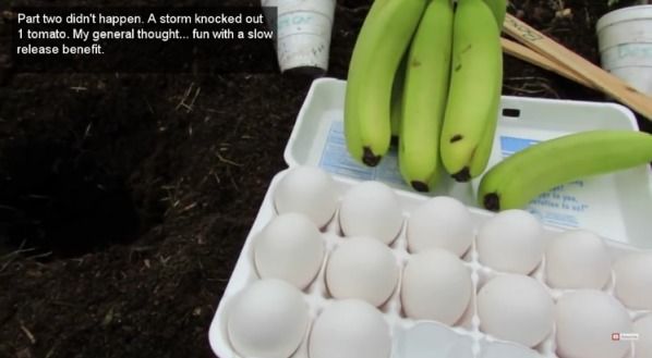 A ascuns într-o groapă un ou şi o banană. A aşteptat o săptămână.Apoi, ceva INCREDIBIL s-a petrecut