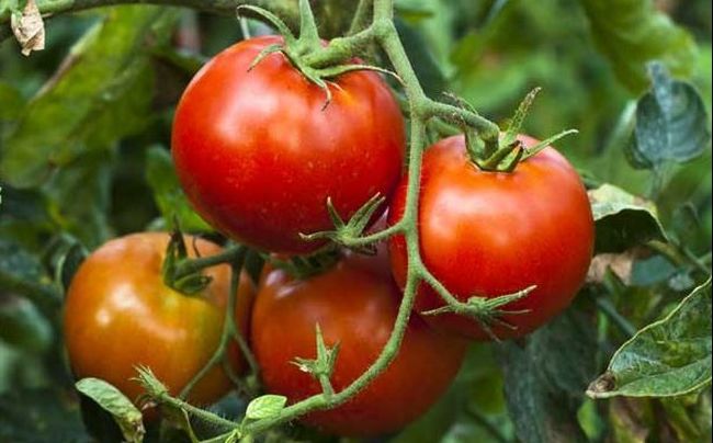 Super dieta cu roșii. Uite cât te slăbește