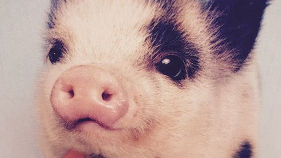 Testul porcului îţi arată cât eşti de bun/ă la pat!