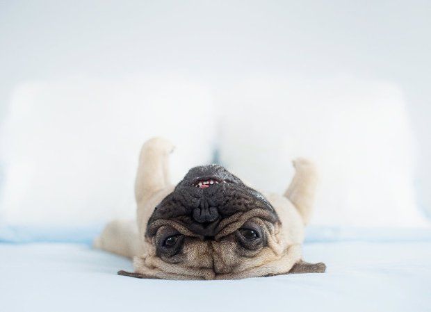 Imagini care sigur îţi vor face weekend-ul perfect! Cum arată aceşti căţeluşi 