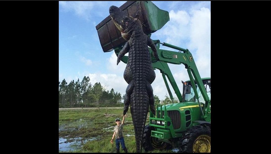 Au ucis un aligator-monstru. L-au despicat și când au văzut ce are în stomac au înghețat