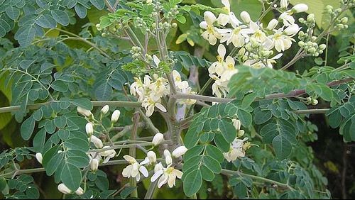 Acesta este Arborele Vieţii. Are efecte nebănuite asupra sănătăţii. Iată cum trebuie folosit