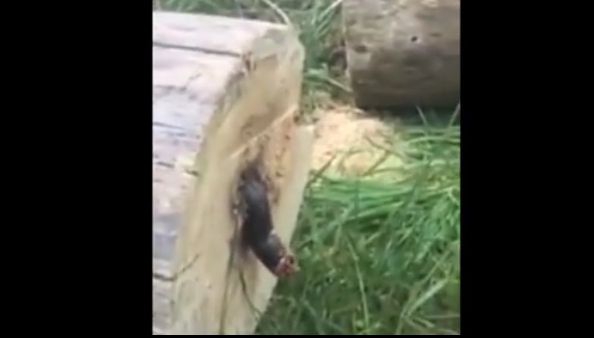 A tăiat un copac în două! A fost înspăimântat când a văzut ce creatură iese: "E lung şi negru!"