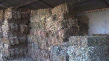 Ce ţinea un bătrân ascuns în paie. Pentru europeni n-are valoare, pentru americani e o bogăţie