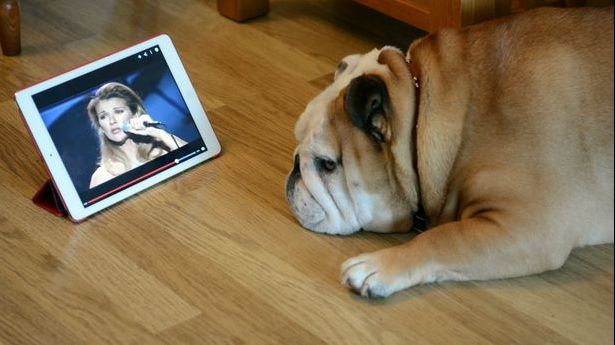 Un câine ce pare pasionat de Celine Dion are o reacție uluitoare când vede un clip cu ea