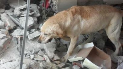 Cutremur Ecuador: Câinele Dayko a murit de epuizare după ce a salvat 7 persoane 