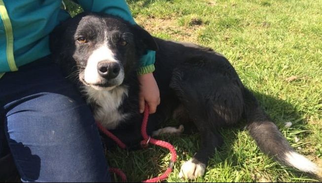 Și-a dus câinele la alți stăpâni. Câteva zile mai târziu, a aflat ceva incredibil