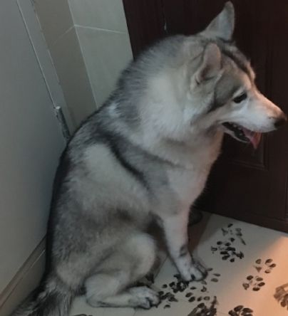 Şi-au lăsat câinele câteva ore singur acasă. Când s-au întors, au văzut iadul