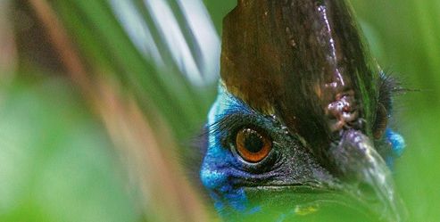 A intrat în sufragerie şi a auzit sunete ciudate. Un animal URIAŞ se uita direct la el...