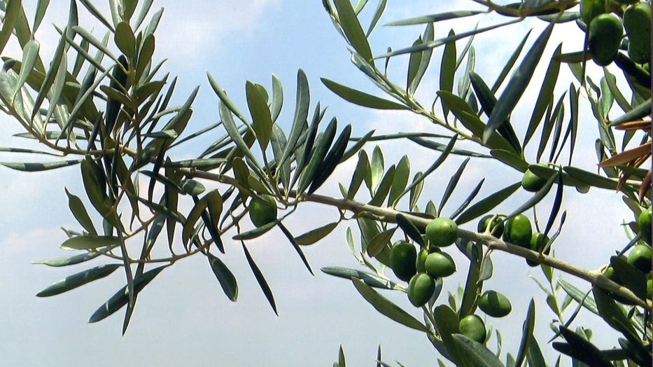 Leacul de acum 3.500 de ani care vindecă toate bolile. Este scris în Biblie