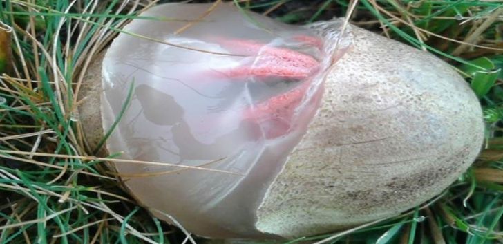 A găsit un ou ciudat în grădină. Când a văzut ce iese din el, a înlemnit! FOTO şi VIDEO