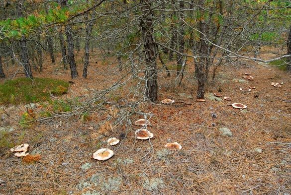 A crezut că nu vede bine! S-a aplecat, dar a avut parte de un şoc: sângera, în iarbă!