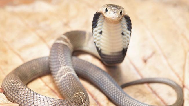 YouTuberul Elvish Yadav a fost arestat pentru că ar fi furnizat venin de șarpe ca drog la petreceri. Val de acuzații pe numele influencerului