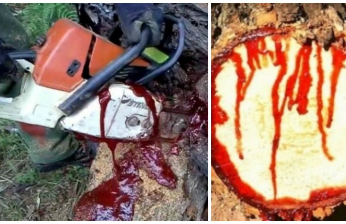 Tăiau un copac cu drujba și a început să curgă sânge. Au rămas fără cuvinte